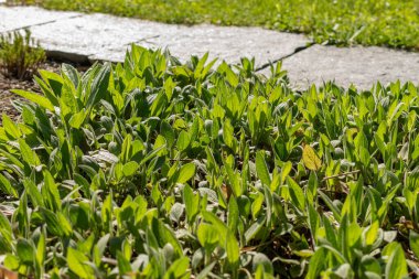 Saint Gallen, İsviçre, 27 Nisan 2024 Rudbeckia Fulgida veya botanik bahçesindeki portakal kabuğu