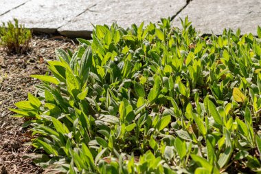 Saint Gallen, İsviçre, 27 Nisan 2024 Rudbeckia Fulgida veya botanik bahçesindeki portakal kabuğu