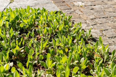 Saint Gallen, İsviçre, 27 Nisan 2024 Rudbeckia Fulgida veya botanik bahçesindeki portakal kabuğu