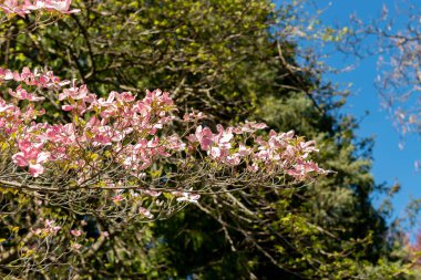 Saint Gallen, İsviçre, 27 Nisan 2024 Cornus Florida ya da botanik bahçesinde çiçek açan köpek ahşabı fabrikası