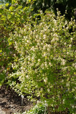 Saint Gallen, İsviçre, 27 Nisan 2024 Fothergilla Gardenii veya botanik bahçesindeki cadı kızılı