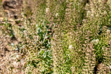 Saint Gallen, İsviçre, 27 Nisan 2024 Calylophus Serrulatus bitkisi botanik bahçesinde