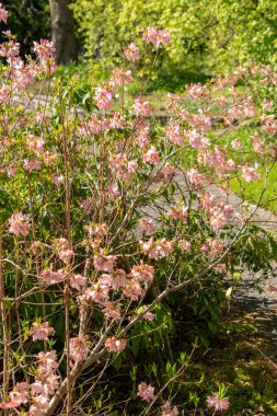Saint Gallen, İsviçre, 27 Nisan 2024 Rododendron Vaseyi veya botanik bahçesindeki pembe kabuklu açelya bitkisi