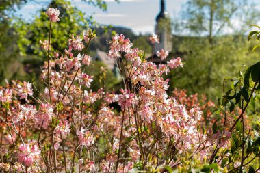 Saint Gallen, İsviçre, 27 Nisan 2024 Rododendron Vaseyi veya botanik bahçesindeki pembe kabuklu açelya bitkisi