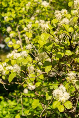 Saint Gallen, İsviçre, 27 Nisan 2024 Fothergilla Major veya botanik bahçesindeki dağ cadısı tarlası