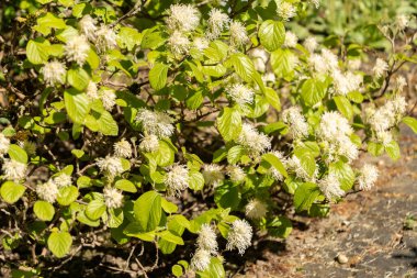 Saint Gallen, İsviçre, 27 Nisan 2024 Fothergilla Major veya botanik bahçesindeki dağ cadısı tarlası