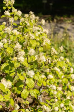 Saint Gallen, İsviçre, 27 Nisan 2024 Fothergilla Major veya botanik bahçesindeki dağ cadısı tarlası