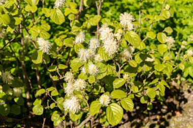 Saint Gallen, İsviçre, 27 Nisan 2024 Fothergilla Major veya botanik bahçesindeki dağ cadısı tarlası