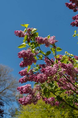 Saint Gallen, İsviçre, 27 Nisan 2024 Vulgaris Şırıngası veya botanik bahçesindeki yaygın leylak bitkisi