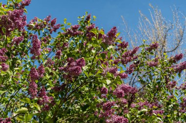 Saint Gallen, İsviçre, 27 Nisan 2024 Vulgaris Şırıngası veya botanik bahçesindeki yaygın leylak bitkisi