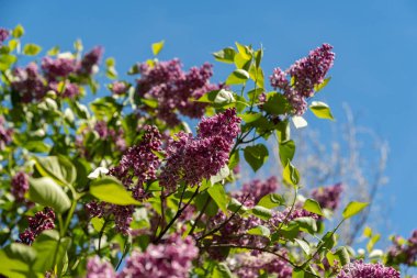 Saint Gallen, İsviçre, 27 Nisan 2024 Vulgaris Şırıngası veya botanik bahçesindeki yaygın leylak bitkisi