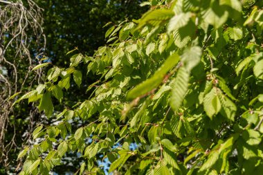 Saint Gallen, İsviçre, 27 Nisan 2024 Carpinus Betulus veya botanik bahçesindeki sıradan boynuz kirişi ağacı