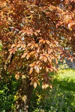 Saint Gallen, İsviçre, 27 Nisan 2024 Prunus Cerasifera veya botanik bahçesindeki kiraz eriği bitkisi