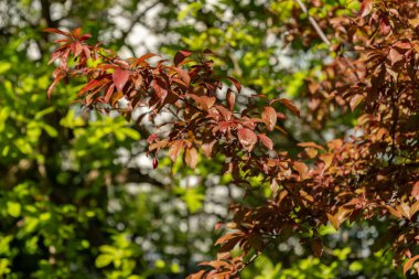 Saint Gallen, İsviçre, 27 Nisan 2024 Prunus Cerasifera veya botanik bahçesindeki kiraz eriği bitkisi