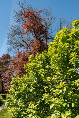 Saint Gallen, İsviçre, 27 Nisan 2024 Prunus Padus veya botanik bahçesindeki kuş kiraz bitkisi