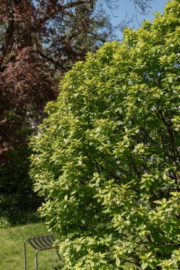 Saint Gallen, İsviçre, 27 Nisan 2024 Prunus Padus veya botanik bahçesindeki kuş kiraz bitkisi