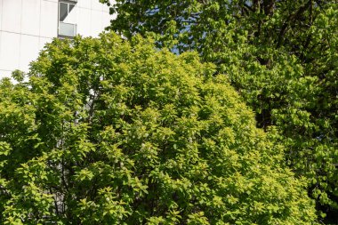 Saint Gallen, İsviçre, 27 Nisan 2024 Prunus Padus veya botanik bahçesindeki kuş kiraz bitkisi