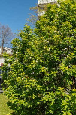 Saint Gallen, İsviçre, 27 Nisan 2024 Prunus Padus veya botanik bahçesindeki kuş kiraz bitkisi