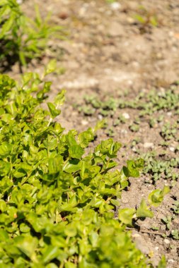 Saint Gallen, İsviçre, 27 Nisan 2024 Lysimachia Nummularia veya botanik bahçesindeki paralı otlar.