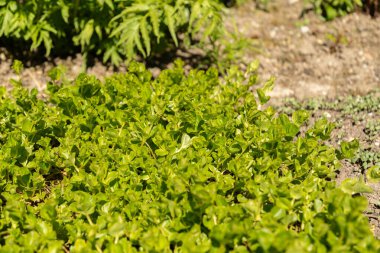 Saint Gallen, İsviçre, 27 Nisan 2024 Lysimachia Nummularia veya botanik bahçesindeki paralı otlar.