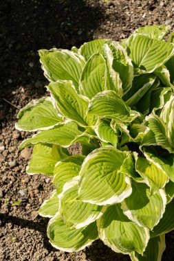 Saint Gallen, İsviçre, 27 Nisan 2024 Hosta Crispula veya kuşatma bitkileri botanik bahçesinde zambak bitkisi