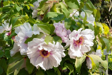 Saint Gallen, İsviçre, 27 Nisan 2024 Paeonia Rockii bitkisi botanik bahçesinde.