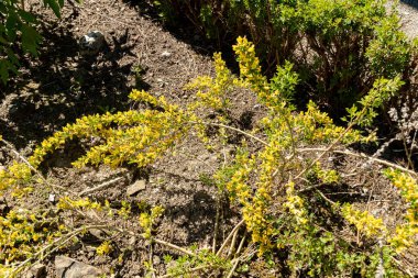Saint Gallen, İsviçre, 27 Nisan 2024 Chamaecytisus Hirsutus veya botanik bahçesindeki kıllı süpürge bitkisi