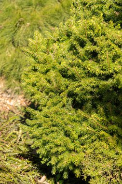 Saint Gallen, İsviçre, 27 Nisan 2024 Picea Abies veya botanik bahçesindeki Avrupa atık ağacı