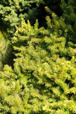 Saint Gallen, İsviçre, 27 Nisan 2024 Picea Abies veya botanik bahçesindeki Avrupa atık ağacı