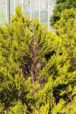 Saint Gallen, İsviçre, 27 Nisan 2024 Platycladus Orientalis Sieboldii veya botanik bahçesindeki Çin thuja fabrikası