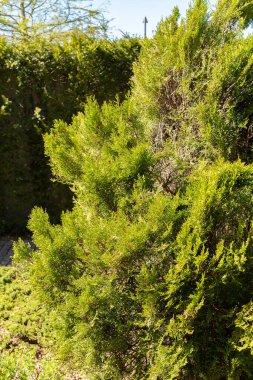 Saint Gallen, İsviçre, 27 Nisan 2024 Platycladus Orientalis Sieboldii veya botanik bahçesindeki Çin thuja fabrikası