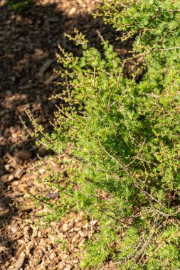 Saint Gallen, İsviçre, 27 Nisan 2024 Larix Decidua veya botanik bahçesindeki Avrupa tarla bitkisi