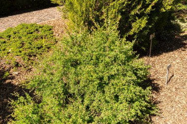 Saint Gallen, İsviçre, 27 Nisan 2024 Larix Decidua veya botanik bahçesindeki Avrupa tarla bitkisi