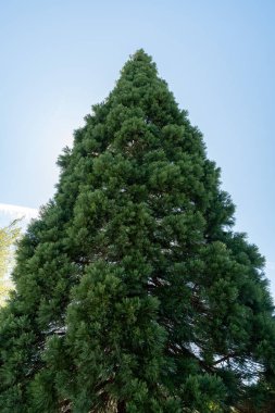 Saint Gallen, İsviçre, 27 Nisan 2024 Sequoiadendron Giganteum veya botanik bahçesindeki dev sekoya ağacı