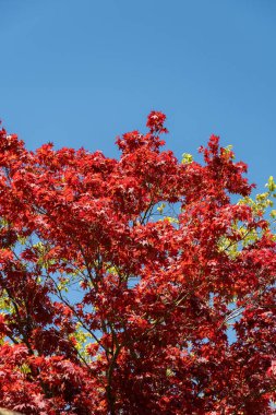 Saint Gallen, İsviçre, 27 Nisan 2024 Acer Palmatum veya botanik bahçesindeki Japon akçaağaç