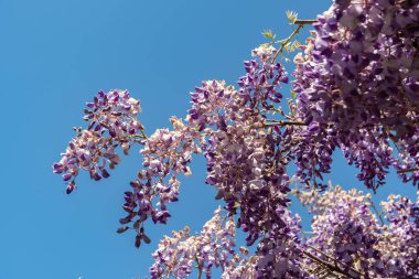 Saint Gallen, İsviçre, 27 Nisan 2024 Wisteria Sinensis veya botanik bahçesindeki Çin salkımı bitkisi