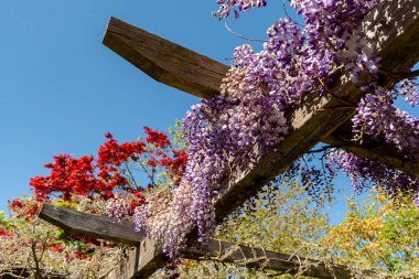 Saint Gallen, İsviçre, 27 Nisan 2024 Wisteria Sinensis veya botanik bahçesindeki Çin salkımı bitkisi