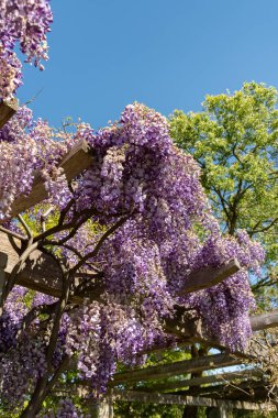 Saint Gallen, İsviçre, 27 Nisan 2024 Wisteria Sinensis veya botanik bahçesindeki Çin salkımı bitkisi