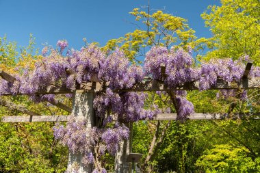 Saint Gallen, İsviçre, 27 Nisan 2024 Wisteria Sinensis veya botanik bahçesindeki Çin salkımı bitkisi