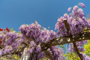 Saint Gallen, İsviçre, 27 Nisan 2024 Wisteria Sinensis veya botanik bahçesindeki Çin salkımı bitkisi