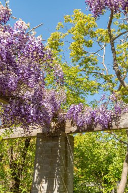 Saint Gallen, İsviçre, 27 Nisan 2024 Wisteria Sinensis veya botanik bahçesindeki Çin salkımı bitkisi