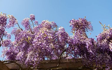 Saint Gallen, İsviçre, 27 Nisan 2024 Wisteria Sinensis veya botanik bahçesindeki Çin salkımı bitkisi