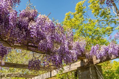 Saint Gallen, İsviçre, 27 Nisan 2024 Wisteria Sinensis veya botanik bahçesindeki Çin salkımı bitkisi