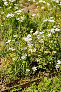 Saint Gallen, İsviçre, 27 Nisan 2024 Stellaria Holostea fabrikası botanik bahçesinde.