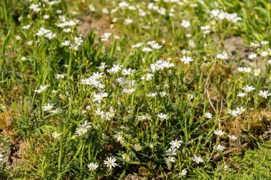 Saint Gallen, İsviçre, 27 Nisan 2024 Stellaria Holostea fabrikası botanik bahçesinde.