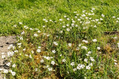 Saint Gallen, İsviçre, 27 Nisan 2024 Stellaria Holostea fabrikası botanik bahçesinde.