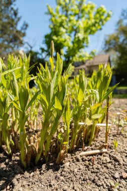 Saint Gallen, İsviçre, 27 Nisan 2024 Amsonia Tabernaemontana veya botanik bahçesindeki doğu mavi yıldız bitkisi