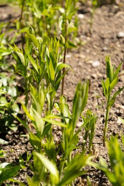 Saint Gallen, İsviçre, 27 Nisan 2024 Amsonia Tabernaemontana veya botanik bahçesindeki doğu mavi yıldız bitkisi