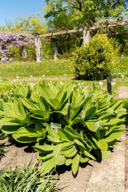 Saint Gallen, İsviçre, 27 Nisan 2024 Veratrum Californicum veya California Nilüfer bitkisi botanik bahçesinde