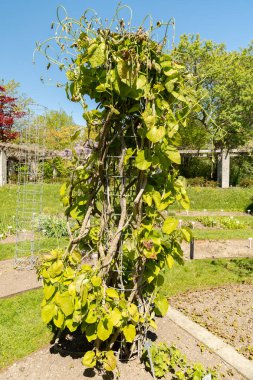 Saint Gallen, İsviçre, 27 Nisan 2024 Aristolochia Manshuriensis bitkisi botanik bahçesinde.